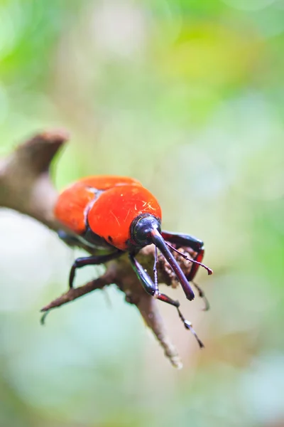 オレンジ色のカブトムシ — ストック写真