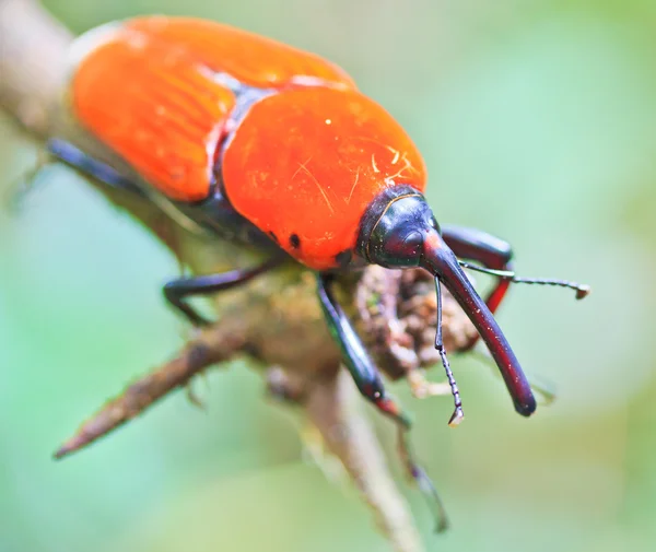 オレンジ色のカブトムシ — ストック写真