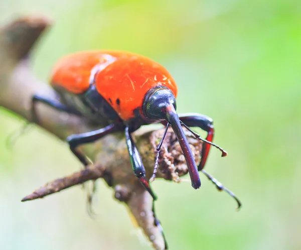 Orange skalbagge — Stockfoto