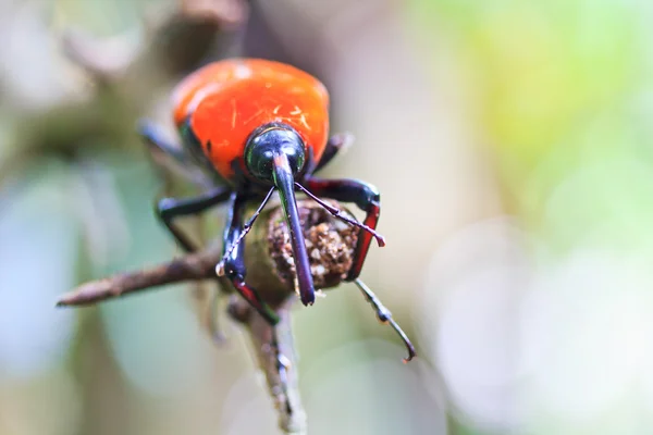 Pomarańczowy chrząszcz — Zdjęcie stockowe