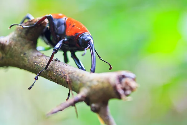 Orange skalbagge — Stockfoto