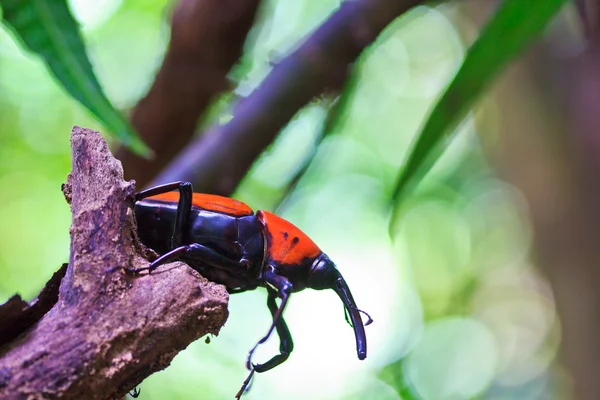 Orange beetle — Stock Photo, Image