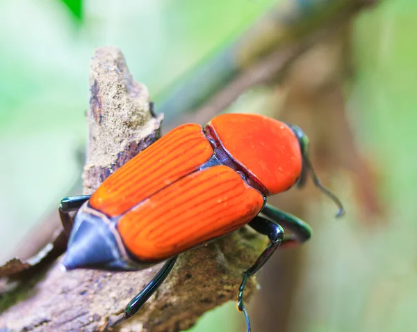 Orange skalbagge — Stockfoto