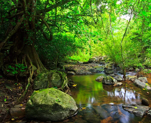 Waldwasserfall — Stockfoto