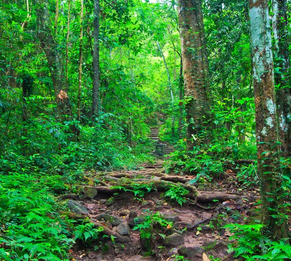 热带 trail 在茂密的热带雨林 — 图库照片