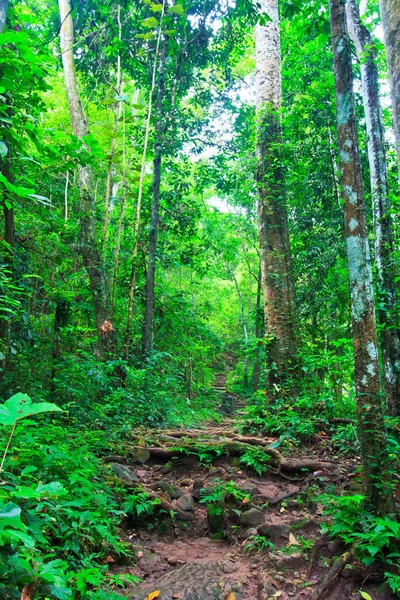 Yoğun yağmur ormanlarında tropikal iz — Stok fotoğraf