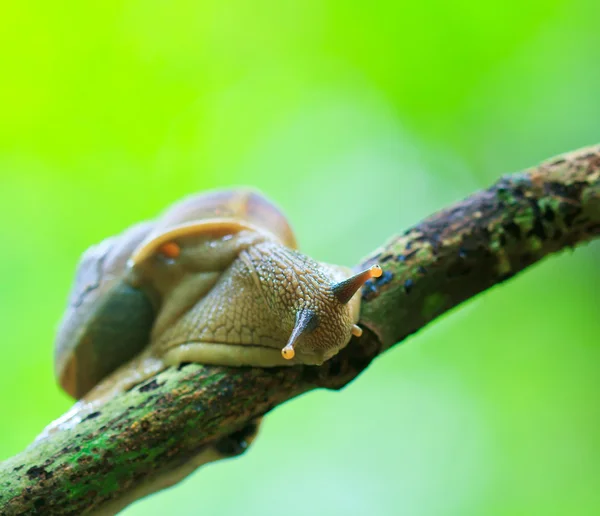 Snail in the rainforest — Stock Photo, Image