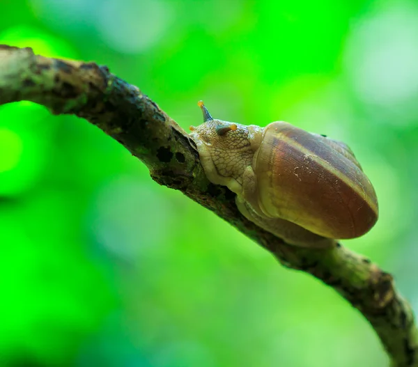 Caracol en la selva tropical — Foto de Stock