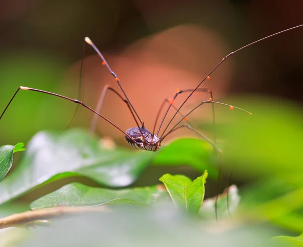 Aranha — Fotografia de Stock