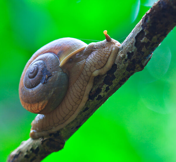 Snail in the rainforest
