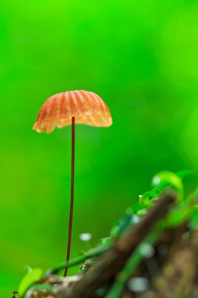 Oranje paddestoel — Stockfoto