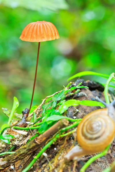 Champiñón naranja — Foto de Stock