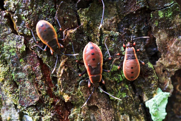 Bug vermelho gigante — Fotografia de Stock