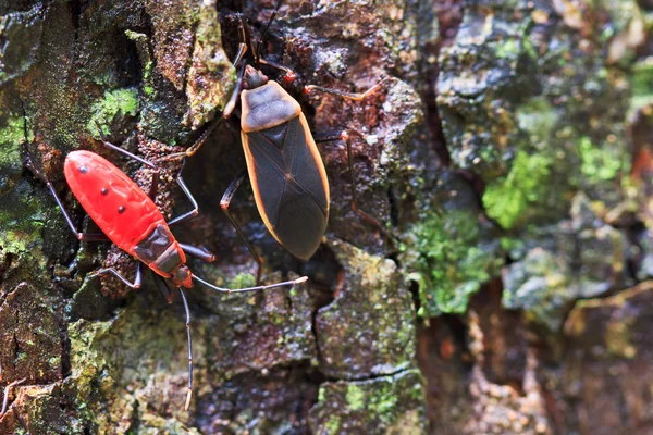 Bug vermelho gigante — Fotografia de Stock