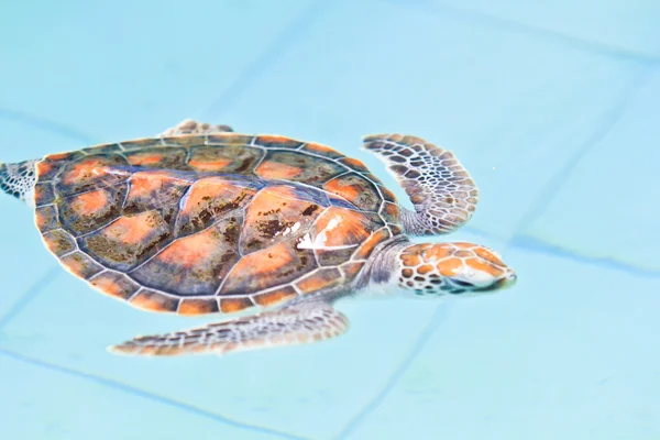 Zeeschildpad — Stockfoto