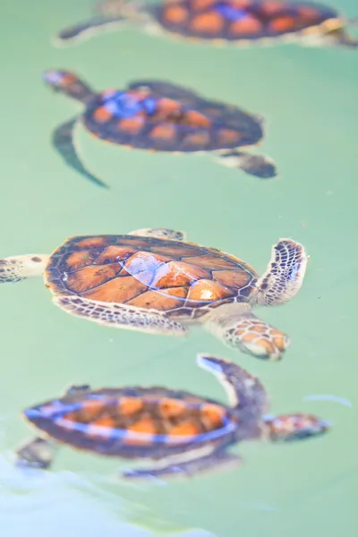 Tengeri teknős — Stock Fotó