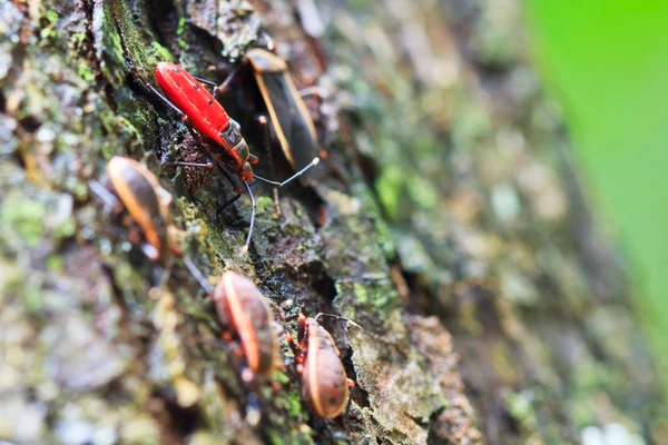 Bug rojo gigante —  Fotos de Stock