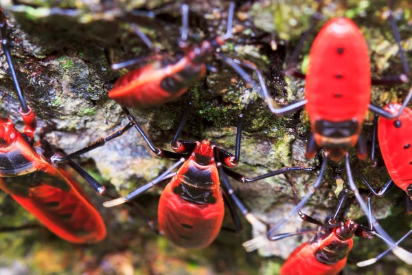 巨大的红色小虫 — 图库照片