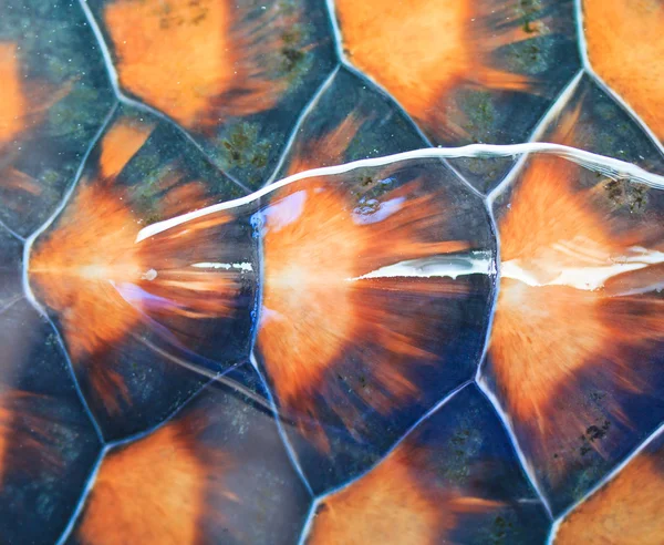 Turtle carapace — Stock Photo, Image