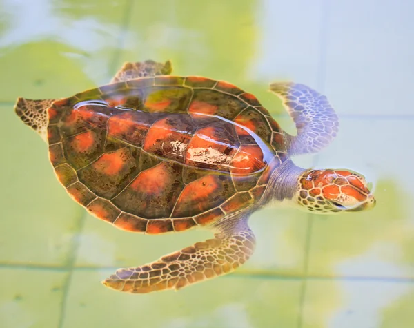 Zeeschildpad — Stockfoto