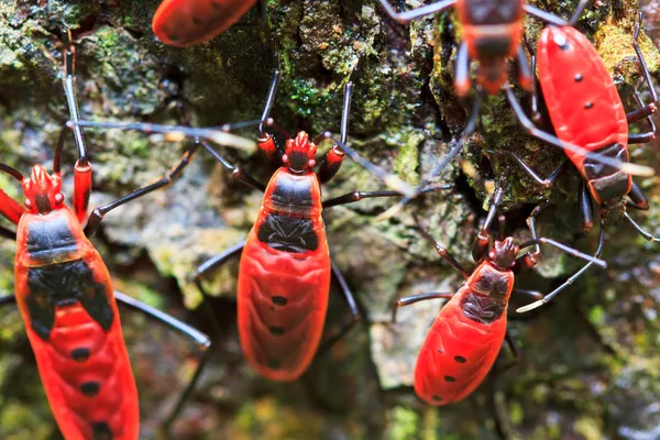 Jättimäinen punainen bugi — kuvapankkivalokuva