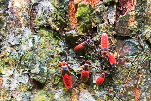 Insetto rosso gigante — Foto Stock