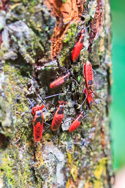 Giant Red Bug — Stock Photo, Image