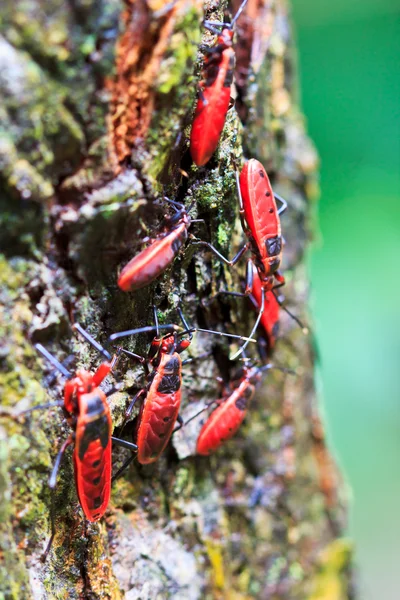 Bug vermelho gigante — Fotografia de Stock