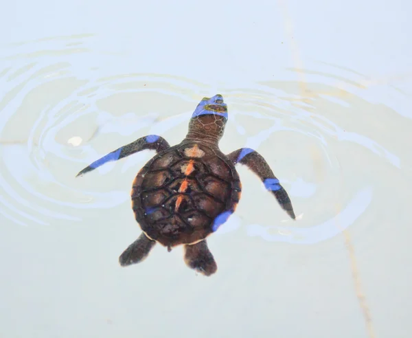 Havssköldpaddan — Stockfoto