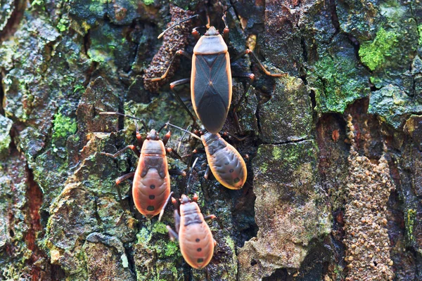 Kapok bugg — Stockfoto