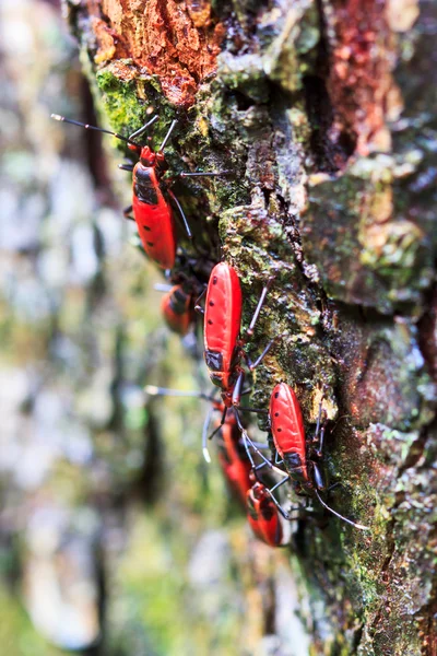 Bug rojo gigante — Foto de Stock