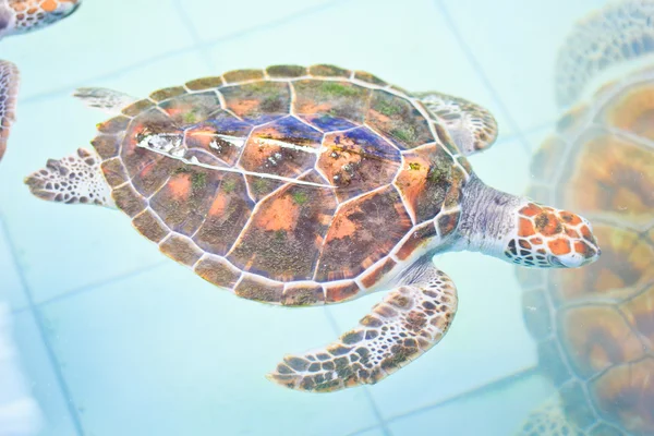 Zeeschildpad — Stockfoto