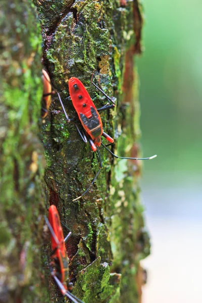 Dev kırmızı böcek — Stok fotoğraf