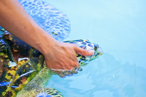 Treatment of sea turtles — Stock Photo, Image