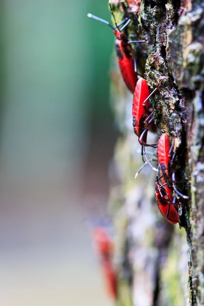 巨大的红色小虫 — 图库照片