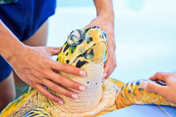 海カメの治療 — ストック写真