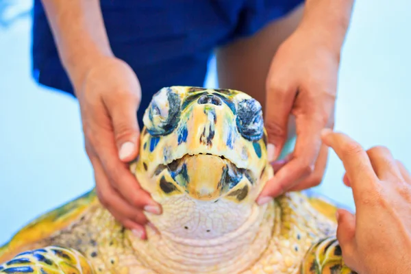 Treatment of sea turtles — Stock Photo, Image