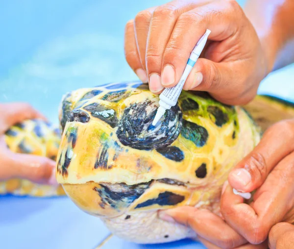 Léčba mořské želvy — Stock fotografie