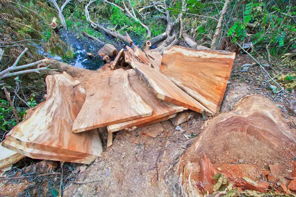 Tree stumps — Stock Photo, Image