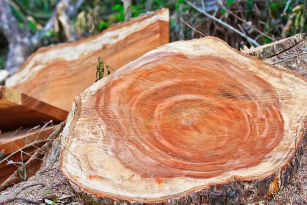 Tocones de árboles — Foto de Stock