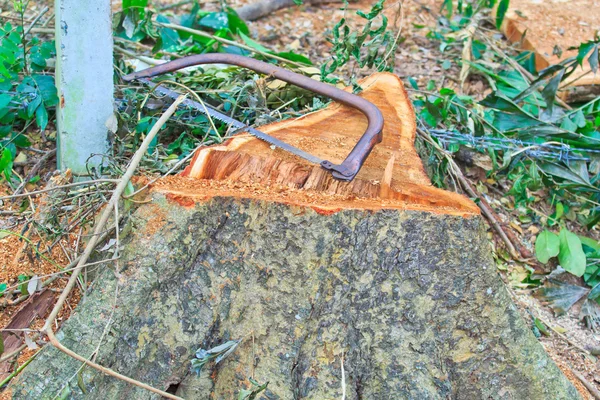 Tocones de árboles — Foto de Stock