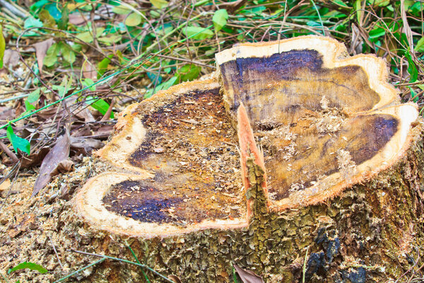 Forest deforestation