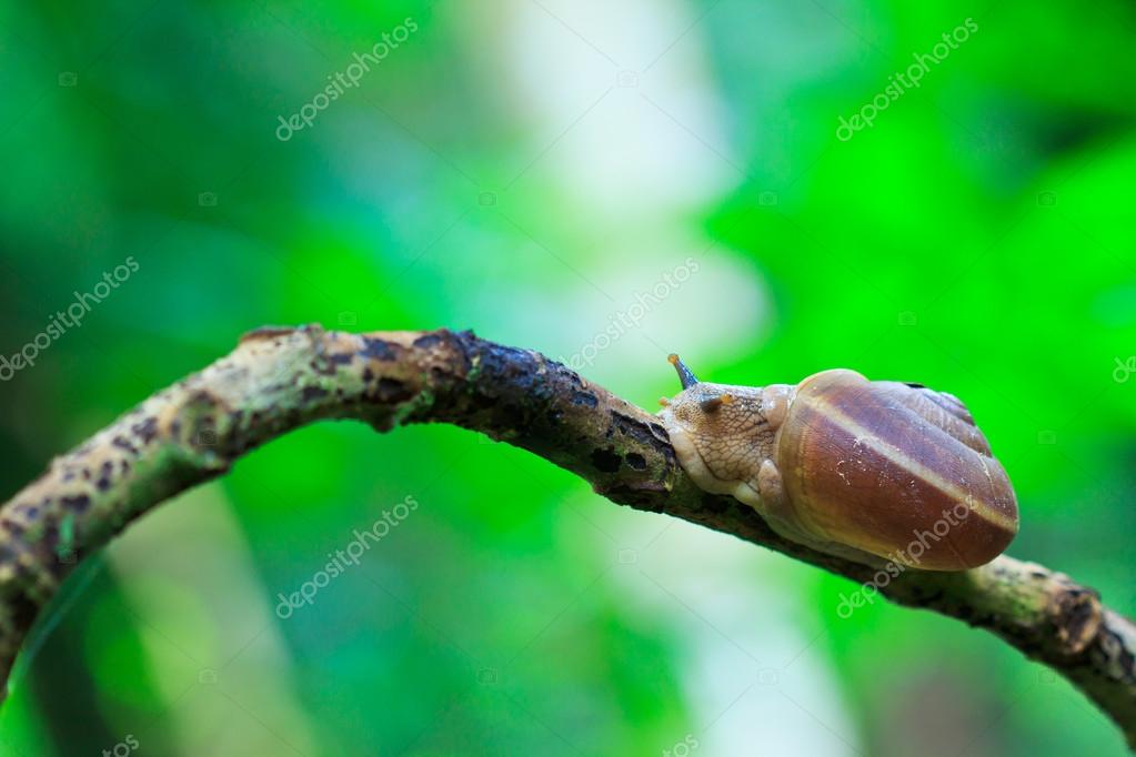 Snail in the rainforest — Stock Photo © Deerphoto 38013867