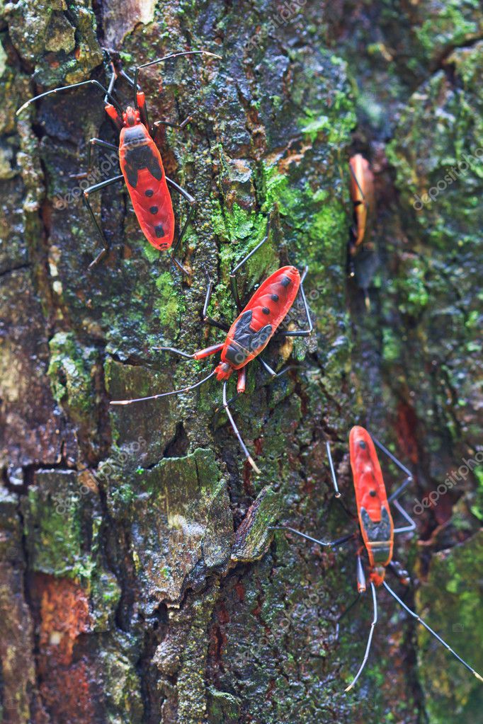 Giant-red dildo forest cocking copy, free simpsons hentai gallery pics