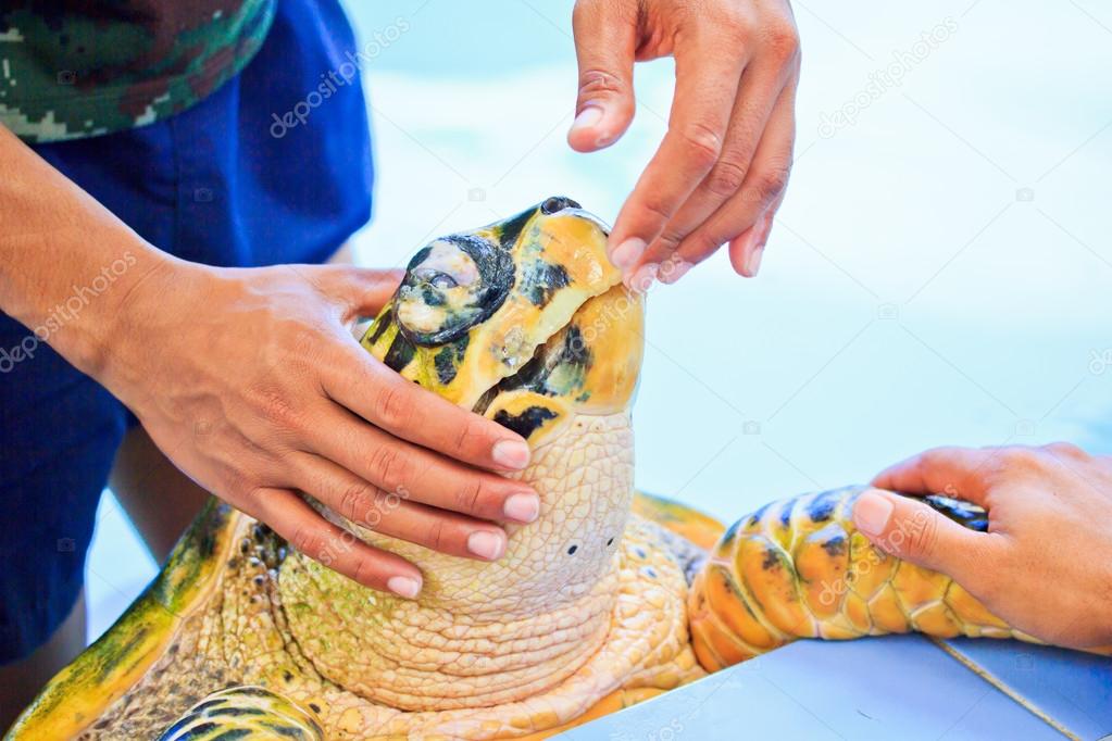 Treatment of sea turtles