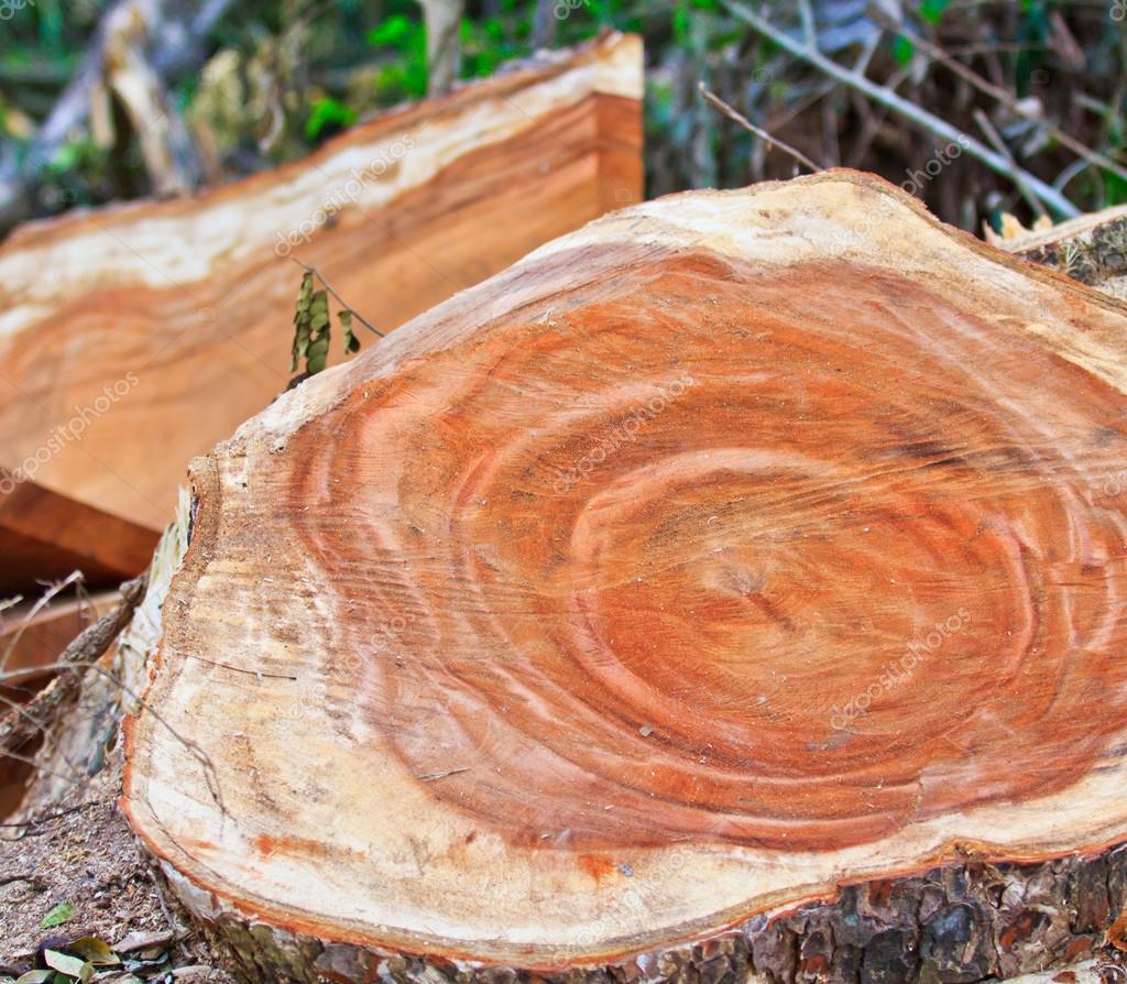 Tree stumps — Stock Photo © Deerphoto 38017489