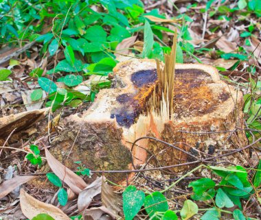 Orman ormansızlaşma