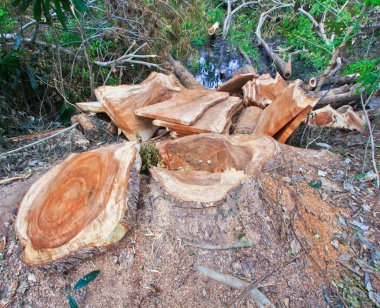 Ormanların tahrip edilmesi