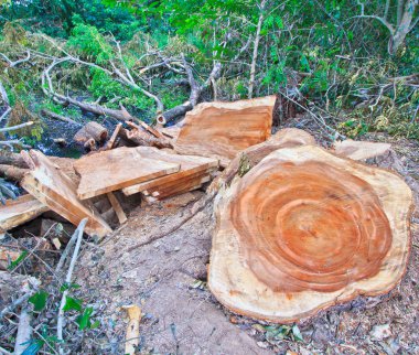 Ormanların tahrip edilmesi