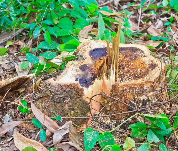 Desflorestação florestal — Fotografia de Stock